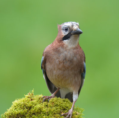Jay