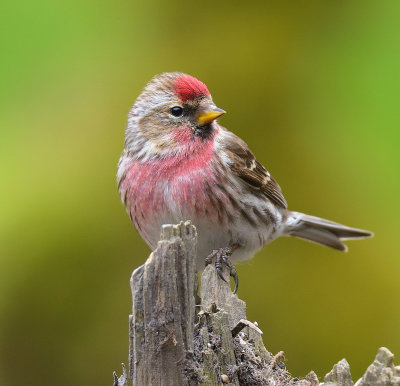 Lesser Redpoll