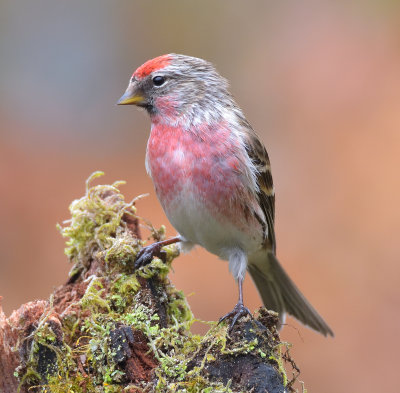 Lesser Redpoll