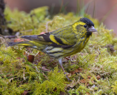 Siskin