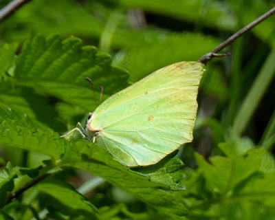 Brimstone