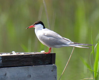 Common Tern