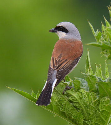 Red-backed Shrike