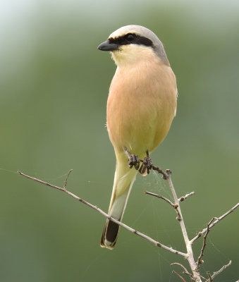 Red-backed Shrike