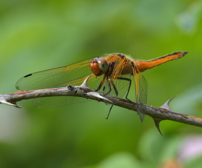 Scarce Chaser 