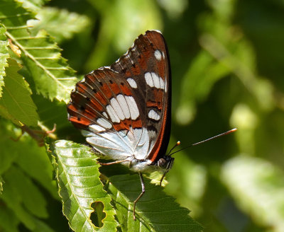 White Admiral