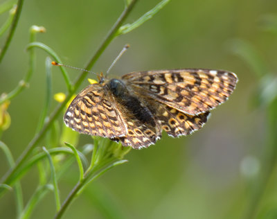 Glanville Fritillary 