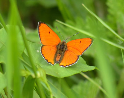 Large Copper 