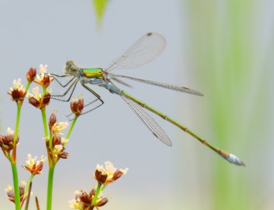 Emerald Damselfly 