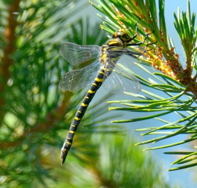 Golden-Ringed Dragonfly 