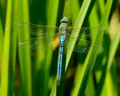 Emperor Dragonfly 