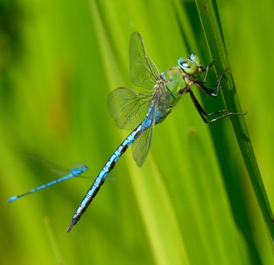Emperor Dragonfly 