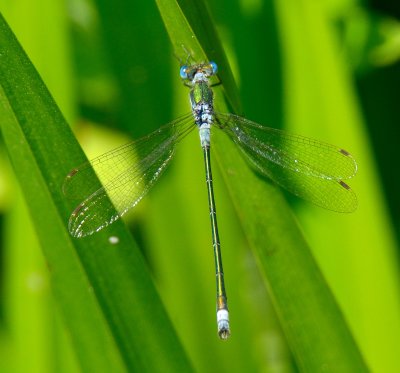 Emerald Damselfly 