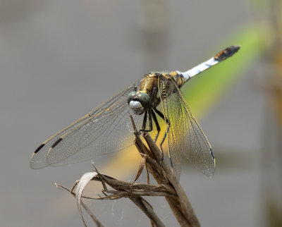 White-tailed Skimmer