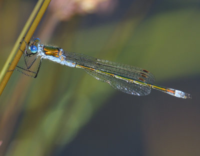 Emerald Damselfly