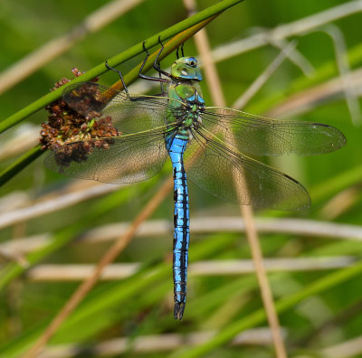 Emperor Dragonfly