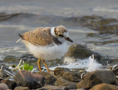 Little-ringed Plover (chick)