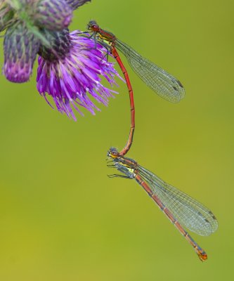 Large Red Damselfly 