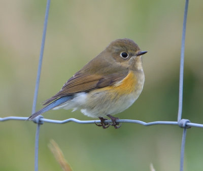 Red-flanked Bluetail 