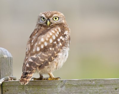 Little Owl 