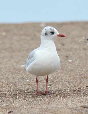 Meditteranean Gull