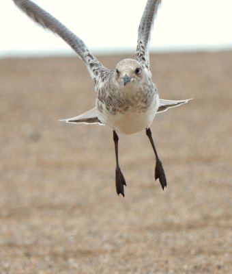 Meditteranean Gull