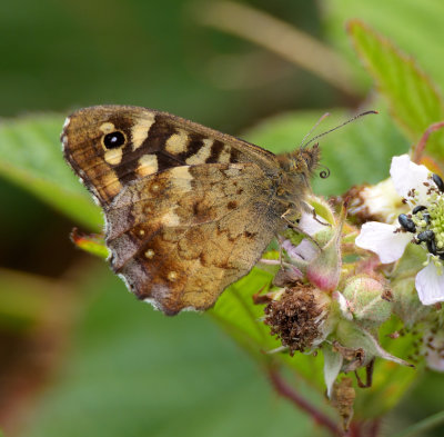 Speckled Wood 