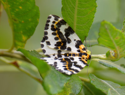 Magpie Moth 