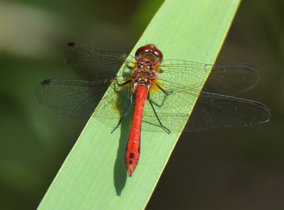 Ruddy Darter 