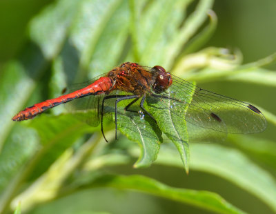 Ruddy Darter 