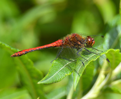 Ruddy Darter 