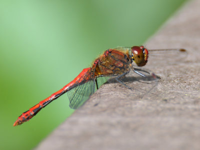 Ruddy Darter