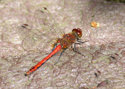 Ruddy Darter