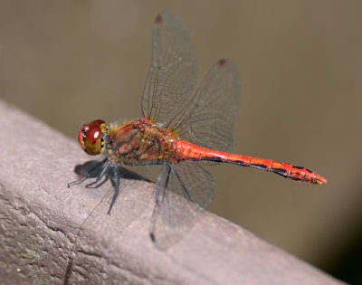 Ruddy Darter 