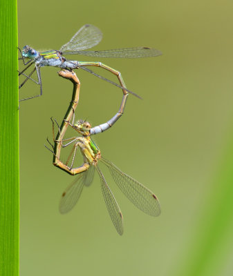 Emerald Damselfly 