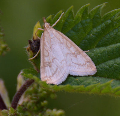 Udea Lutealis