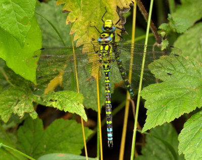 Southern Hawker