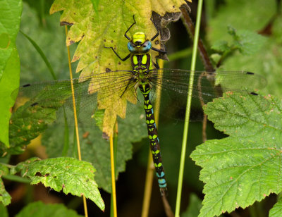 Southern Hawker