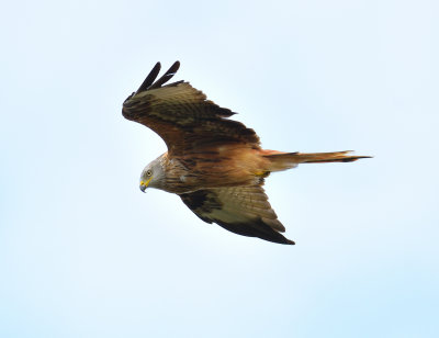 Red Kite