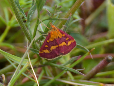 Pyrausta purpuralis