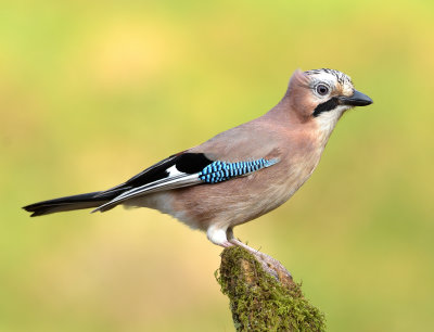 Jay