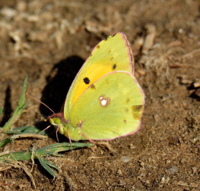 Clouded Yellow 