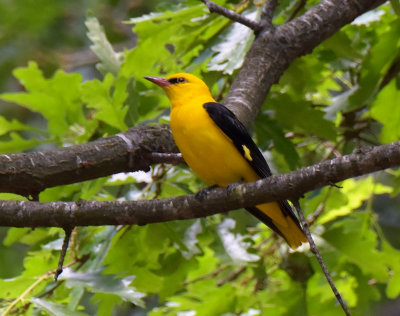 Golden Oriole 