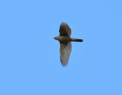 GOSHAWK