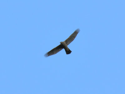 Goshawk