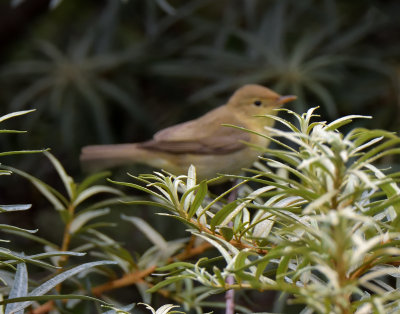 Melodious Warbler