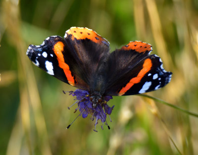 Red Admiral