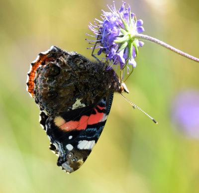Red Admiral