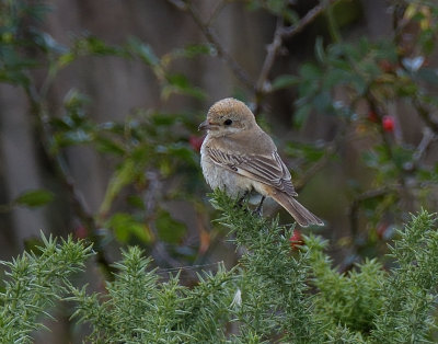 Woodchat Shrike