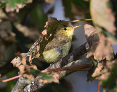 Melodious Warbler